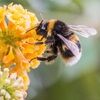 pollenandhoney